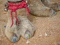 Indian Camel toe hairy close up picture Royalty Free Stock Photo