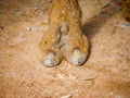 Indian Camel toe hairy close up picture Royalty Free Stock Photo