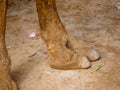 Indian Camel toe hairy close up picture Royalty Free Stock Photo