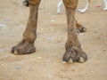 Indian Camel toe hairy close up picture Royalty Free Stock Photo