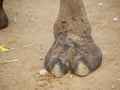 Indian Camel toe hairy close up picture Royalty Free Stock Photo