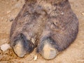 Indian Camel toe hairy close up picture Royalty Free Stock Photo