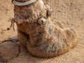 Indian Camel toe hairy close up picture Royalty Free Stock Photo