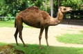 Camel is an even-toed ungulate in the genus Camelus