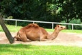 Camel is an even-toed ungulate in the genus Camelus