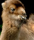 A camel is an even-toed ungulate in the genus Camelus