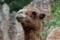 Camel Royalty Free Stock Photo