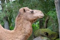 Camel Royalty Free Stock Photo