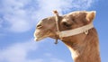Camel face