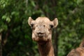 Camel face Royalty Free Stock Photo