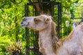 Camel face in closeup, popular animal used for travel, pet and zoo animals