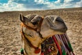Camel Face In Egypt
