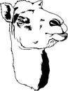 Camel Face Illustration