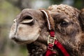 Camel face with rein Royalty Free Stock Photo