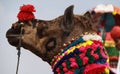 Camel Fair. Royalty Free Stock Photo