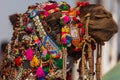 Camel Fair in the Pushkar Desert Royalty Free Stock Photo