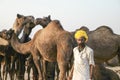 Camel Fair Pushkar 2015