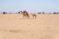Camel family in indian desert Royalty Free Stock Photo