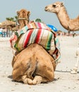 Camel family Royalty Free Stock Photo