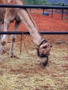 Camel Farm, Central Australia