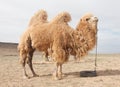 Camel farm Royalty Free Stock Photo