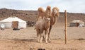Camel farm