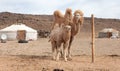 Camel farm Royalty Free Stock Photo