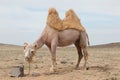 Camel farm Royalty Free Stock Photo