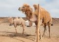 Camel farm Royalty Free Stock Photo