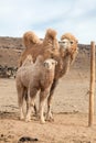 Camel farm Royalty Free Stock Photo