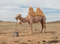 Camel farm Royalty Free Stock Photo