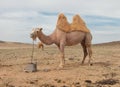 Camel farm