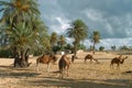 Camel farm on DJerba