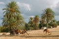 Camel farm on DJerba