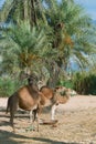 Camel farm on DJerba