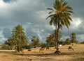 Camel farm on DJerba