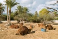 Camel farm on DJerba