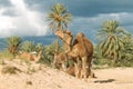 Camel farm on DJerba Royalty Free Stock Photo