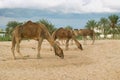 Camel farm on DJerba