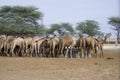 Camel farm in India