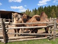 Camel on a farm in the nomad ethnic Park of the Moscow region, a clear day