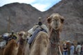 Camel front view, at Camel farm, ride in desert at Eilat, Southern Negev desert, wilderness of Israel Royalty Free Stock Photo