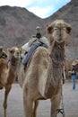 Camel front view, at Camel farm, ride in desert at Eilat, Southern Negev desert, wilderness of Israel Royalty Free Stock Photo