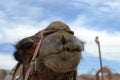 Camel front view, at Camel farm, ride in desert at Eilat, Southern Negev desert, wilderness of Israel Royalty Free Stock Photo