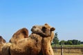 a camel on a farm in summer Royalty Free Stock Photo