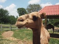 Camel in a farm, thailand Royalty Free Stock Photo