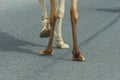 Camel feet close-up as it crosses the street in Ras al Khaimah, United Arab Emirates