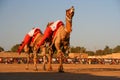 Camel festival