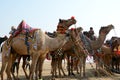 CAMEL FESTIVAL BIKANER 2017 Royalty Free Stock Photo