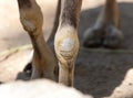 Camel foot Royalty Free Stock Photo